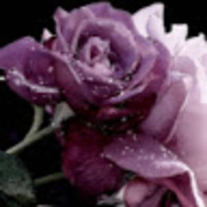 Meet your Posher, Jeanette